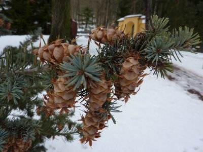 Pseudotsuga glauca 'Blue wonder' - douglaska sivá - šiška